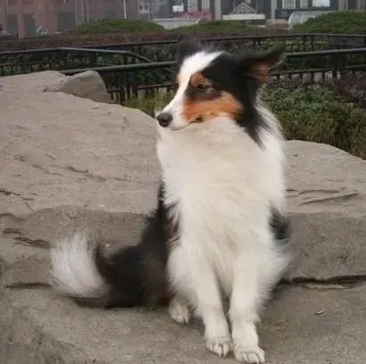 喜乐蒂|喜乐蒂犬喜欢乱拣食物怎么制止