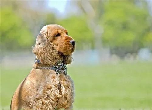 英国可卡犬怎么养 每天需喂食肉类250到350克 | 英国可卡犬