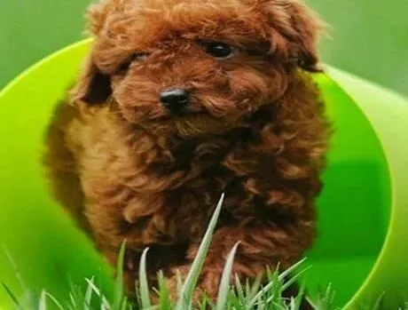 贵宾犬|锻炼贵宾犬的胆量扩大贵宾犬的社交圈