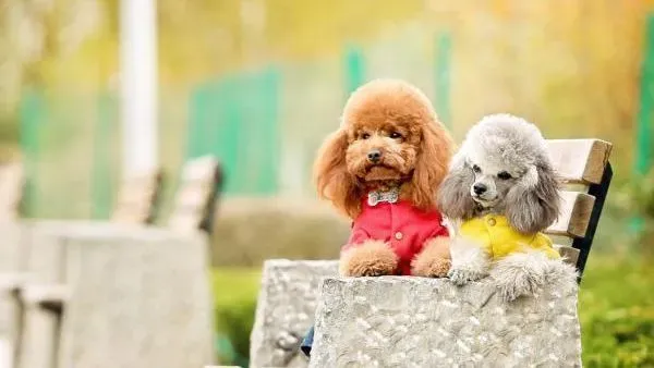 贵宾犬|贵宾犬拉肚子怎么办 怎样预防贵宾犬腹泄