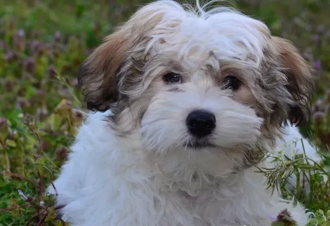 哈威那犬就是哈瓦那犬吗 哈威那就是哈瓦那犬 | 哈威那犬