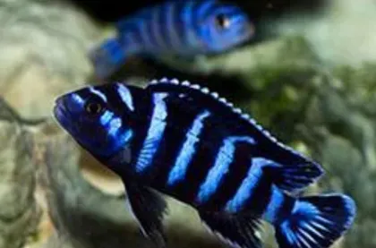 马鲷鱼怎么养 马鲷的地域性非常强 | 马鲷鱼