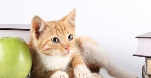 猫多大可以交配 不同品种的猫不要配种 | 交配