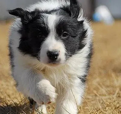 边境牧羊犬智商排名 边境牧羊犬聪明吗 | 边境牧羊犬