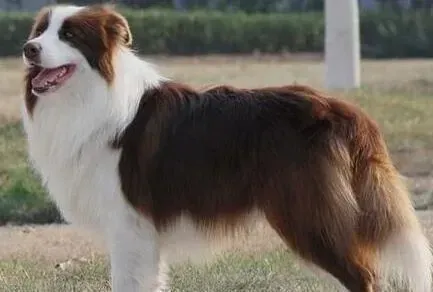 边境牧羊犬|边境牧羊犬打完疫苗呕吐是正常反应吗