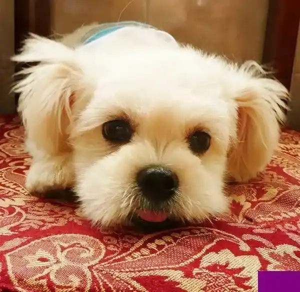 马尔济斯|为马尔济斯犬注射疫苗要注意的问题