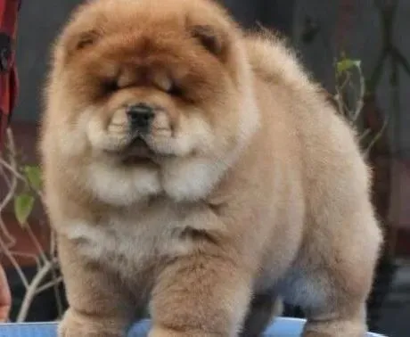 松狮犬|让松狮犬变成“浴美人” 松狮犬沐浴的方法