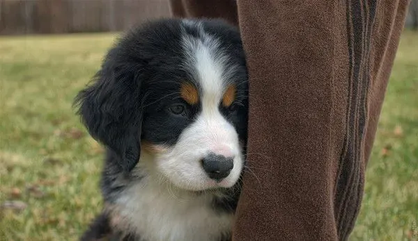 伯恩山犬的样子 伯恩山犬外形特征表现 | 伯恩山犬