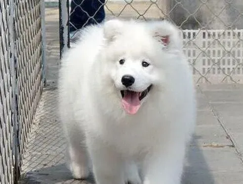 萨摩耶|为什么训练萨摩耶犬的时候大家要统一