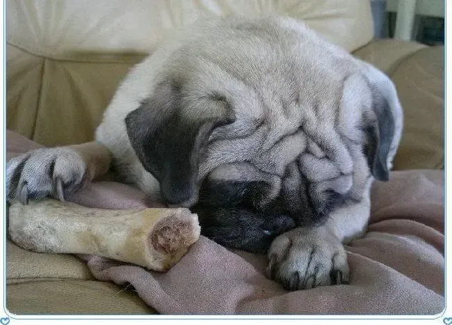 巴哥犬|巴哥犬处于哪些情况下不可以洗澡