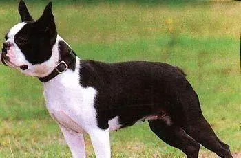 波士顿梗的性格 是优秀的玩赏犬和伴侣犬 | 波士顿梗