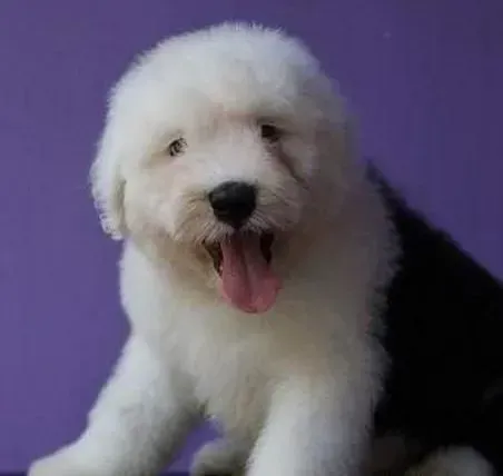 古代牧羊犬|怎样让古代牧羊犬在独处中找快乐