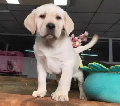 拉布拉多|拉布拉多犬换完狗粮食欲下降怎么办