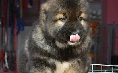 高加索犬|怎么让高加索犬变得乖巧听话 求秘诀