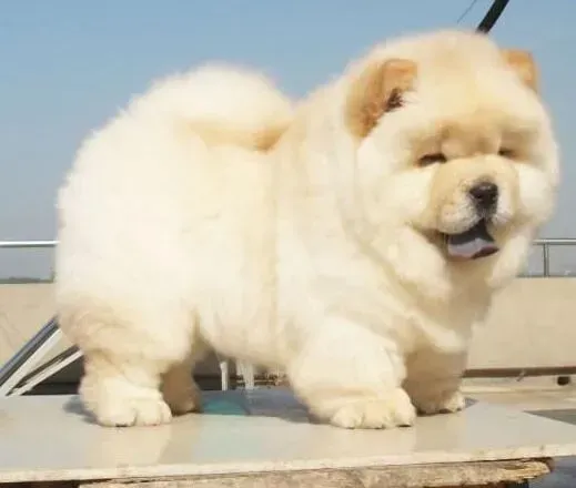 松狮犬|松狮犬吐完随后吃了是什么情况