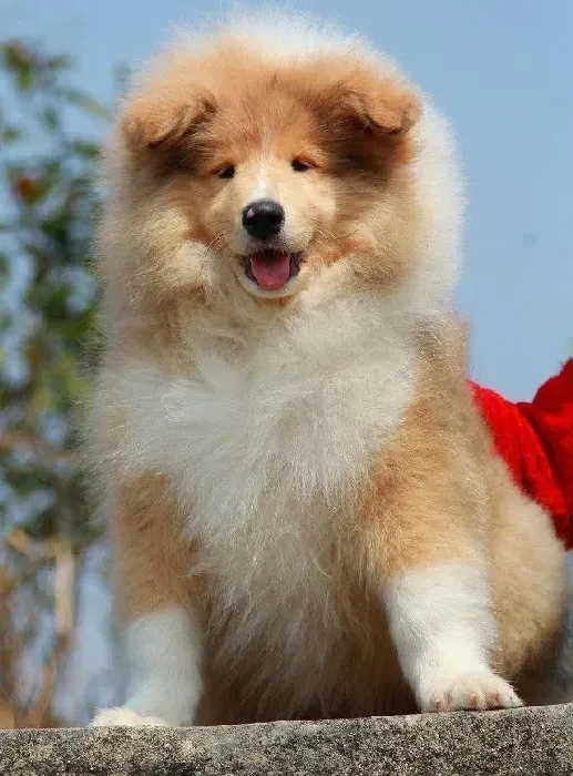 苏格兰牧羊犬|苏格兰牧羊犬的美容步骤详解