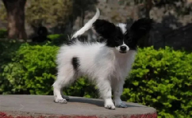 蝴蝶犬|夏季为蝴蝶犬防暑的常见三大误区