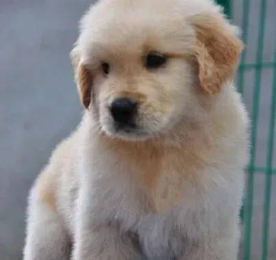 金毛|为金毛犬的训练献计献策