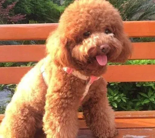 贵宾犬|四个月的贵宾犬可以喝酸奶可以吃水果吗