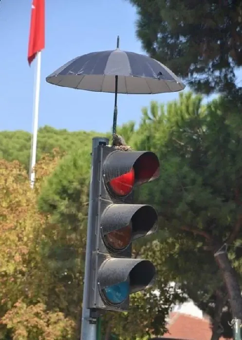 红绿灯鸟巢再次成为全国焦点 原因超暖心！ | 鸽