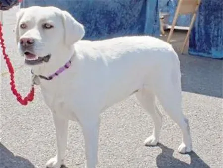 拉布拉多寻回犬训练难度 间接惩罚调教法来训练 | 拉布拉多