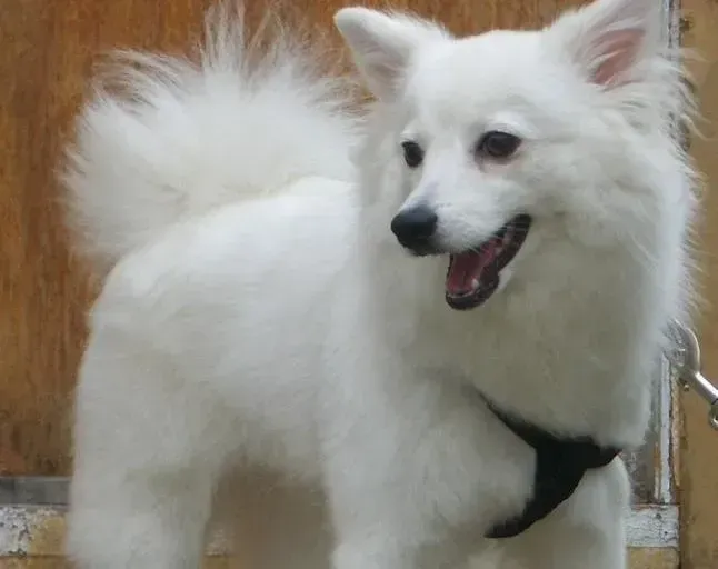 银狐犬|银狐犬吃新换的狗粮拉稀是因为不适应吗