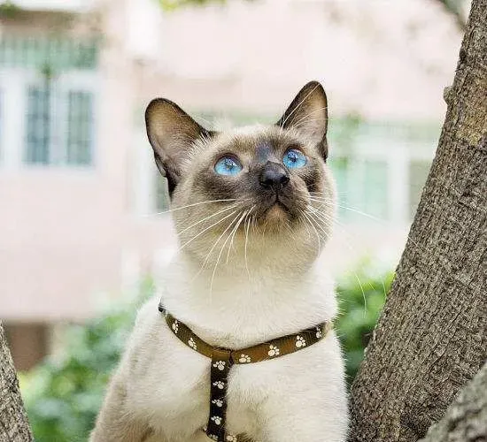 暹罗猫吃什么零食好 自制零食给暹罗猫吃是最好的 | 暹罗猫