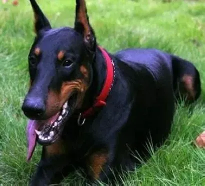 杜宾犬|怎样让杜宾犬安全的度过疯长期
