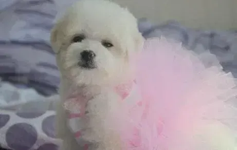 比熊犬|比熊犬最近呕吐，便血该怎么办