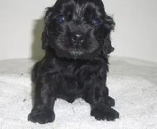可卡犬|生活中饲养可卡犬会遇到哪些护理疑问
