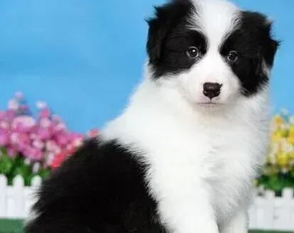 边境牧羊犬|边境牧羊犬为什么会无缘无故尿血