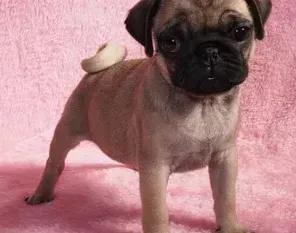 巴哥犬|巴哥犬合理运动的几大原则