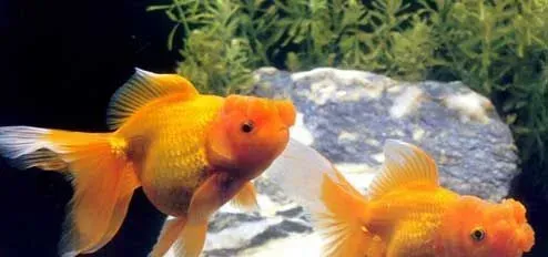 怎样在鱼缸里养鱼 没有饿死只有撑死的鱼 | 