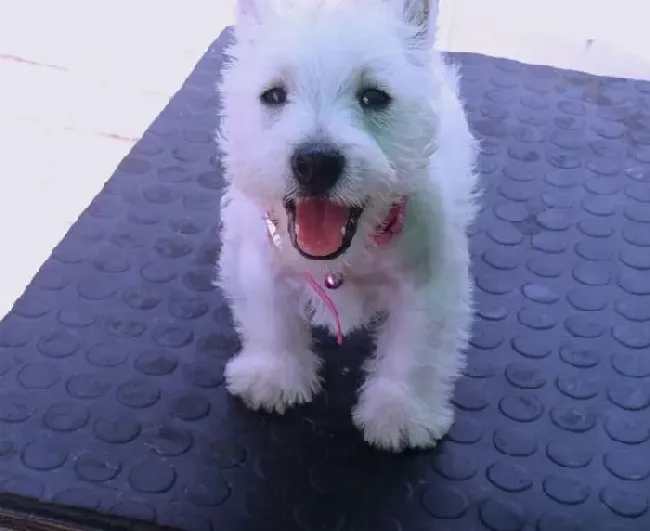 西高地|西高地犬成长中必不可少的微量元素