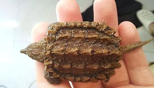 鳄龟的生活习性 生活的温度一般是多少 | 鳄龟