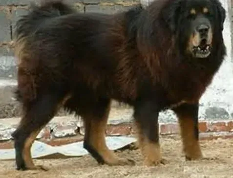 高加索犬|喂养新天地 孕期的高加索犬怎样护理最合适