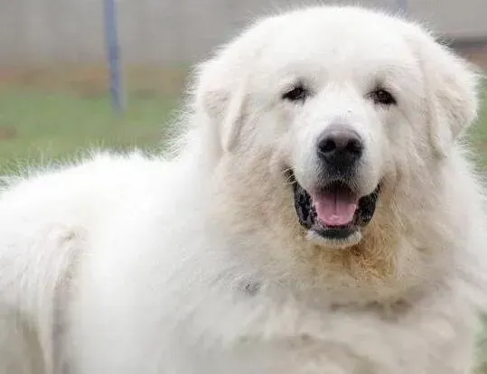 大白熊犬|揭秘 清理大白熊犬耳朵的主要方法