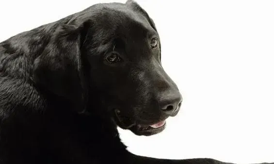 拉布拉多|各有所需 不同年龄的拉布拉多犬对食物的需求
