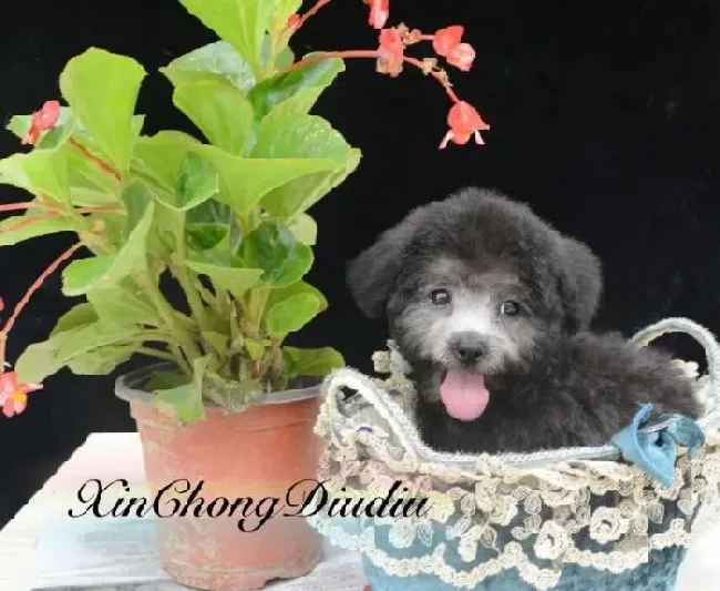 贵宾犬|锻炼贵宾犬的胆量扩大贵宾犬的社交圈