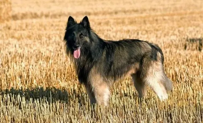 比利时牧羊犬|怎样喂养比牧犬幼犬养得好 比利时牧羊犬的喂养