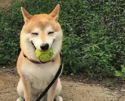 柴犬肚子一直叫 不吃饭怎么办 | 柴犬