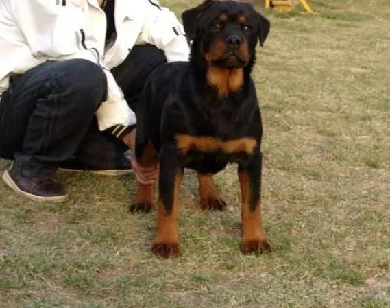 罗威纳犬|导致罗威纳犬老呕吐白色泡沫的原因