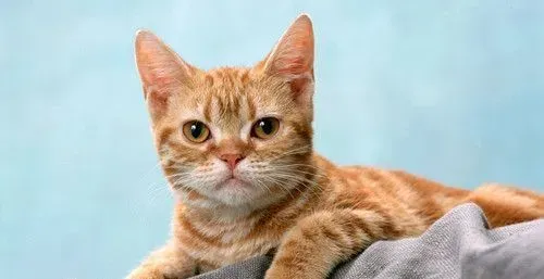 猫急性肠胃炎 我急性肠胃炎病症及防治方法 | 猫