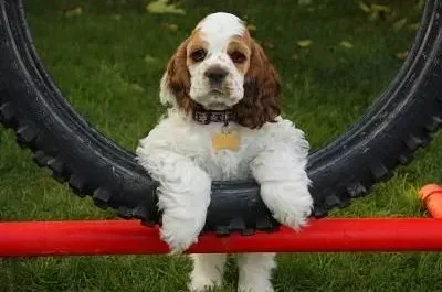 可卡犬|日常生活中照顾可卡犬需要注意三个要点