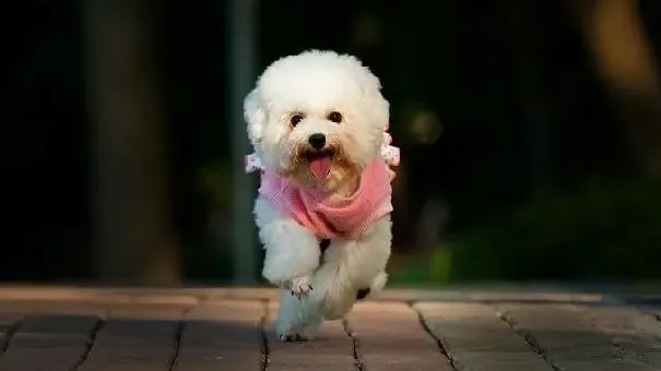 贵宾犬|贵宾犬的行为解读 了解贵宾犬行为
