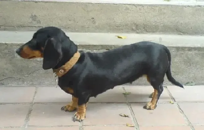 腊肠犬|腊肠犬拉稀不吃饭老睡觉是什么情况