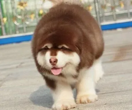 阿拉斯加犬|阿拉斯加犬吃粪便的纠正措施