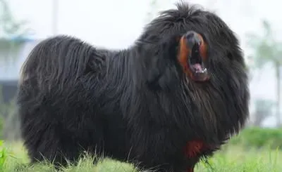 养藏獒危险吗 藏獒凶猛善斗谨慎饲养