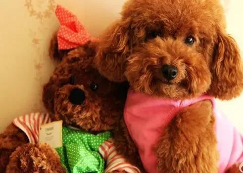 贵宾犬|狗狗扮美有绝招 如何给贵宾犬打理毛发
