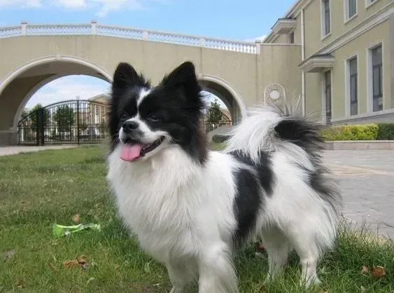 蝴蝶犬|蝴蝶犬见到陌生人乱叫行为的制止方法